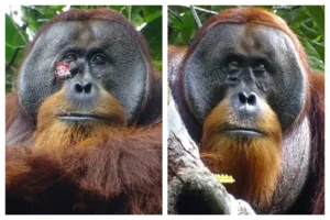 Orangutan